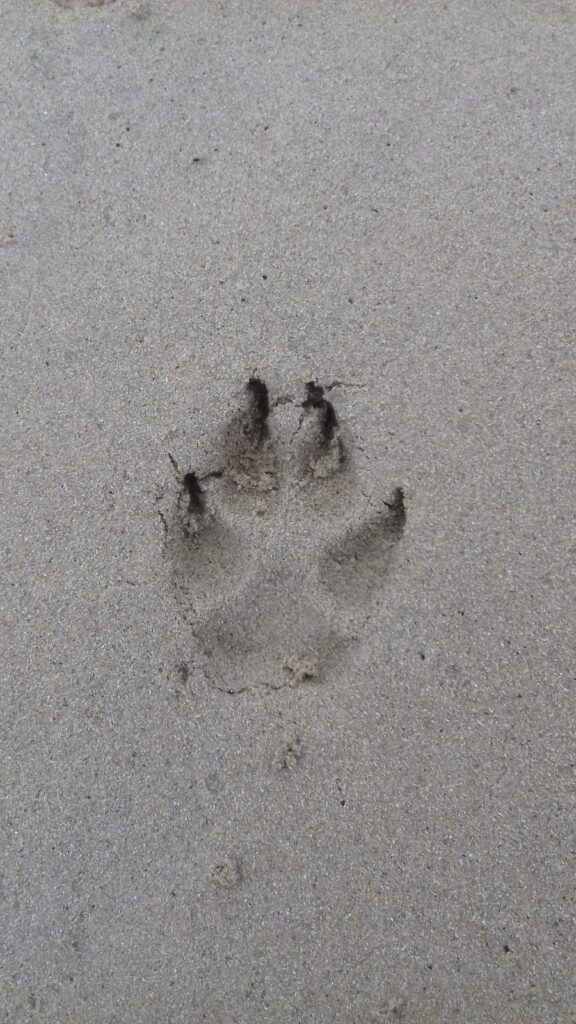 éthique plumes d'anges communication animale
