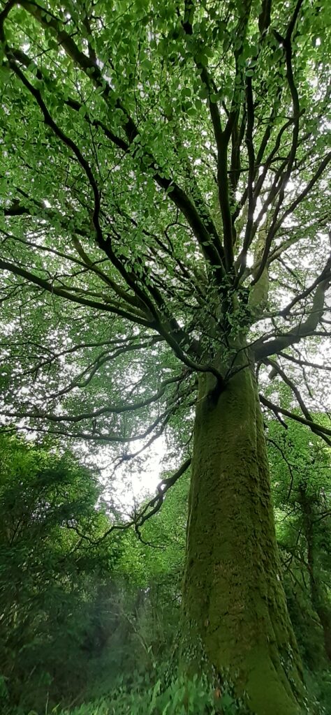 communiquer avec les grands arbres