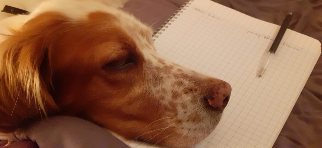 communication animale décédé mort plumes d'anges