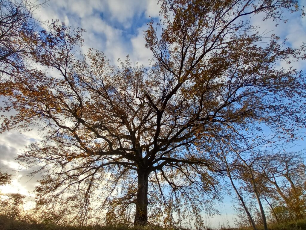 communication végétale et minérale par Plumes d'Anges
