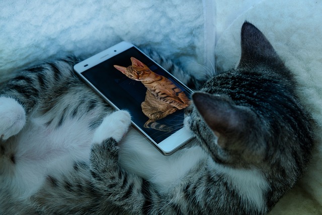 communication animale pour un chat, un chien, un cheval, un lapin, un lézard, une vache par Plumes d'Anges