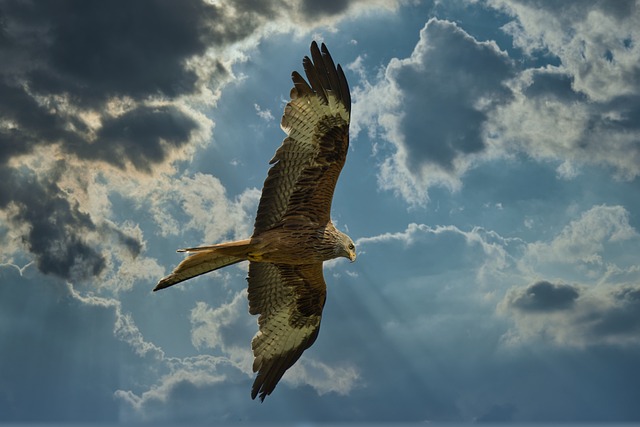 animaux guides par plumes d'anges