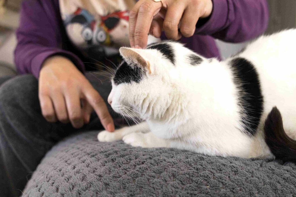 LaHoChi et EFT pour les animaux par Plumes d'Anges