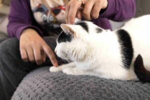 LaHoChi et EFT pour les animaux par Plumes d'Anges