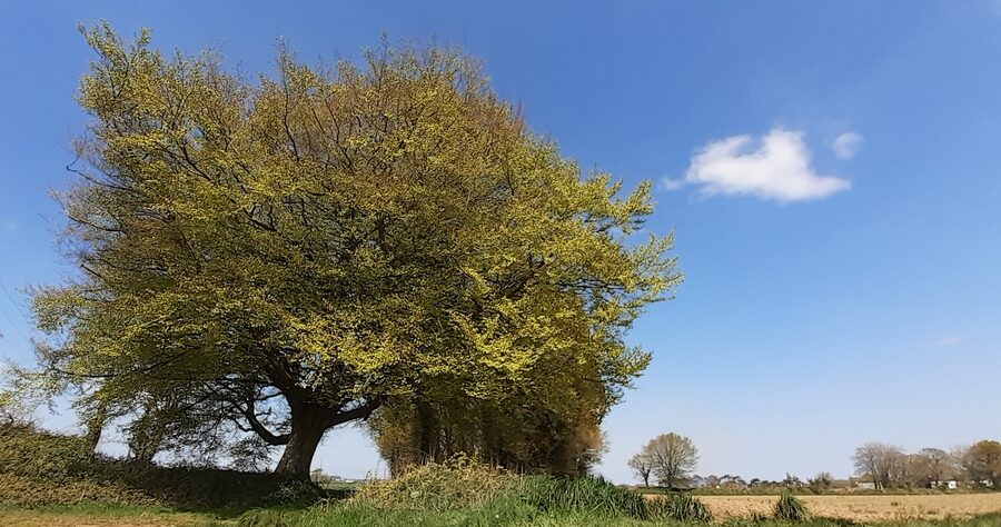 communication végétale plumes d'anges arbre