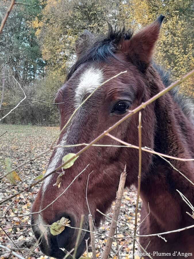 communication animale cheval avec plumes d'anges