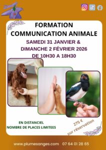formation communication animale janvier 2026 plumes d'anges