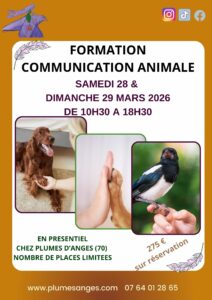 formation communication animale mars 2026 plumes d'anges
