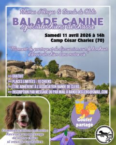 Balade canine avec Plumes d'Anges communication animale- chien de chasse