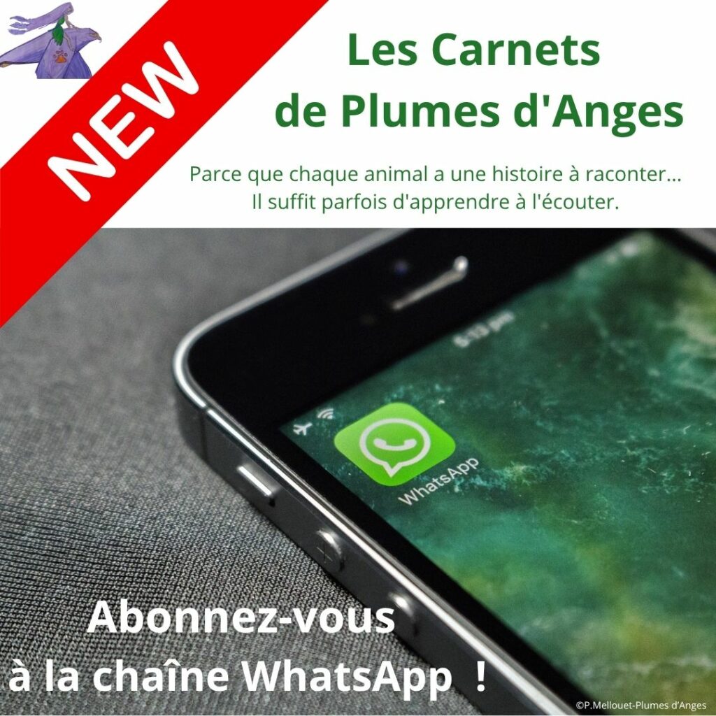 La chaîne whatsapp de la communication animale par prisca mellouet plumes d'anges