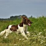 FAQ communication animale