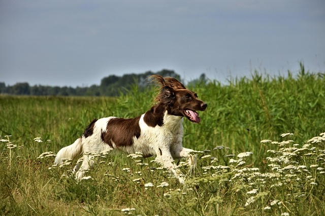 FAQ communication animale