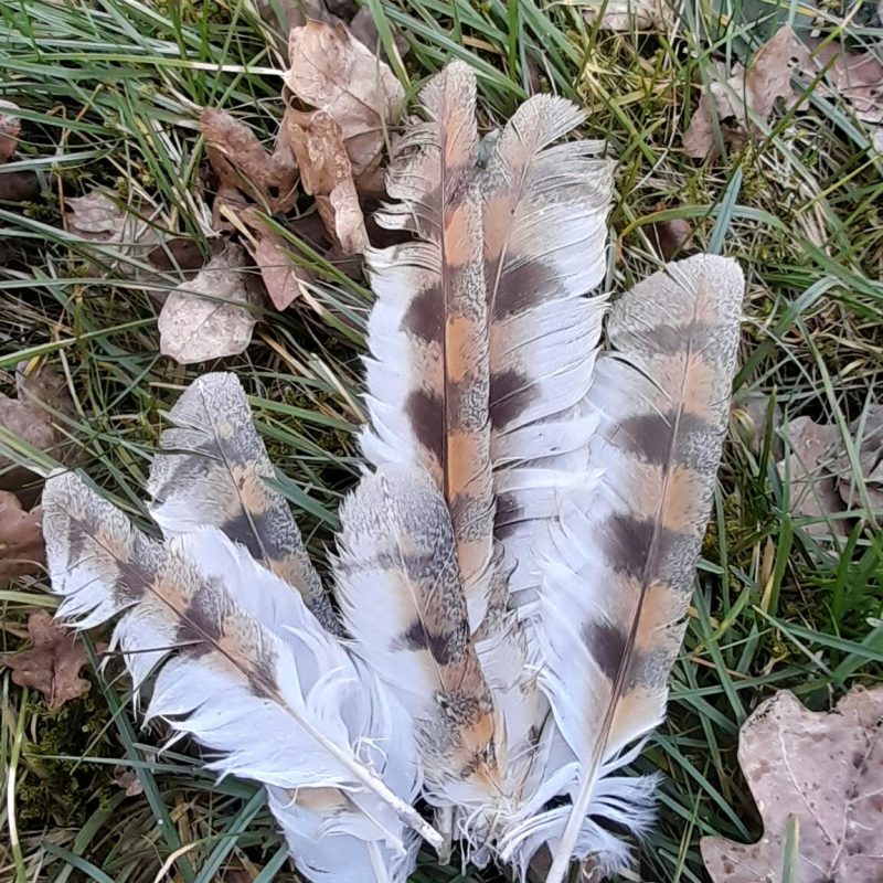 plumes d'anges communication animale prisca